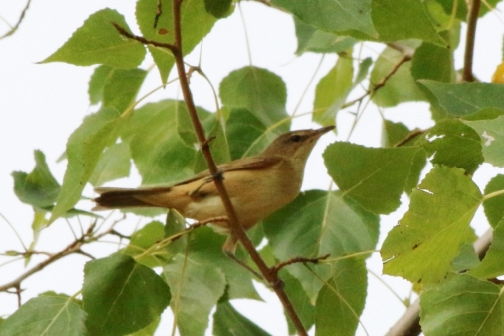 Aiuto identificazione